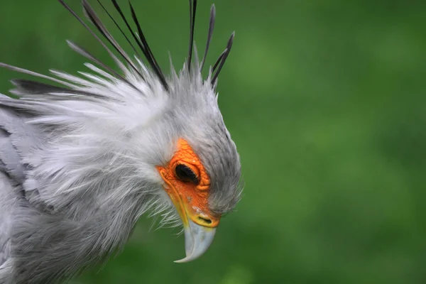 Secretaria Bird — Foto de Stock