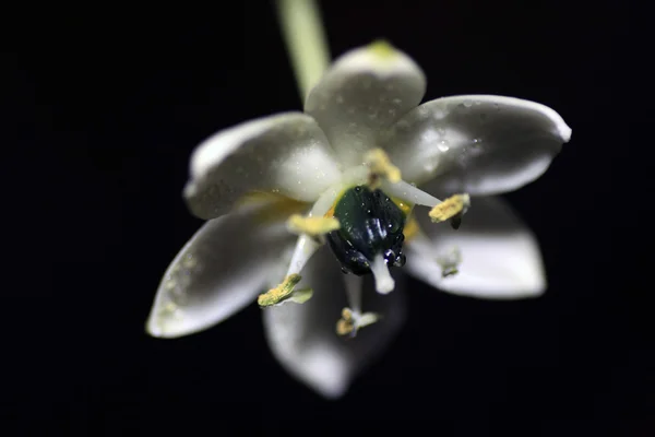 Fehér arabicum — Stock Fotó