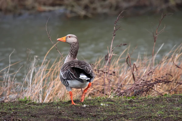 Grey geese — Stock Photo, Image