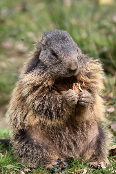 Das Alpenmurmeltier — Stockfoto