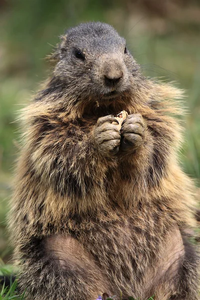 La marmotte alpine — Photo
