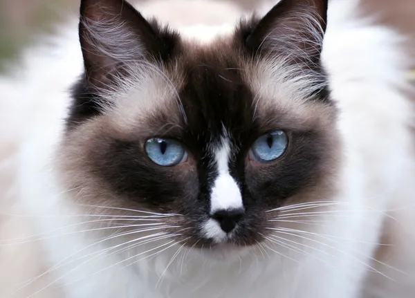 Ragdoll-Katze — Stockfoto