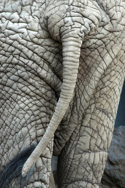 Elefant — Stockfoto