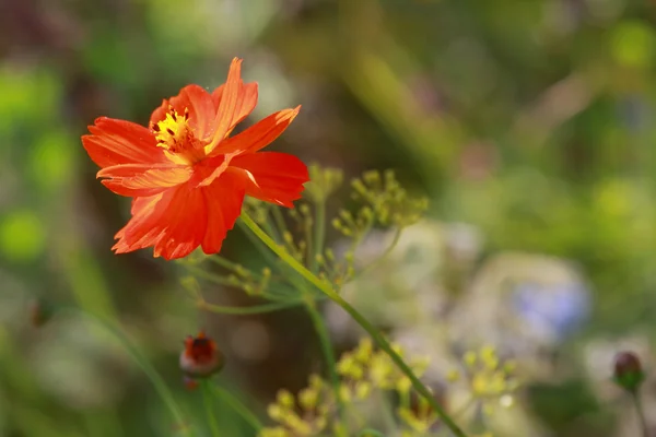 Flores de helenio — Foto de Stock