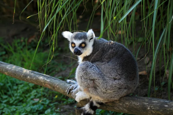 Den ring-tailed lemur — Stockfoto