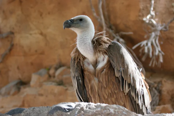 O abutre Griffin — Fotografia de Stock