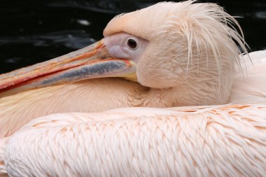 pelikan