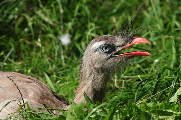 Rotbeiner-Seriema — Stockfoto