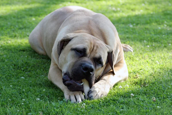 Boerboel — Stock Fotó