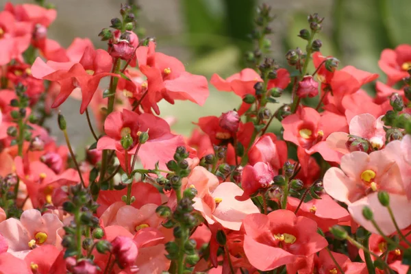 Nemesia virágok — Stock Fotó