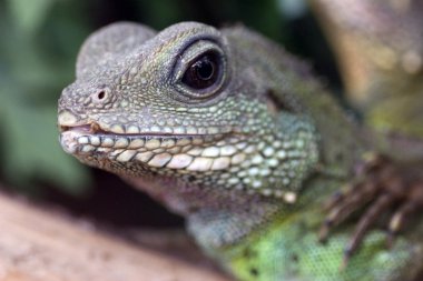 Iguana