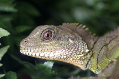 Zümrüt iguana
