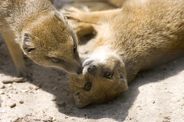 Gul mongoose — Stockfoto