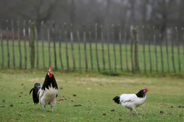 Cock and chicken — Stock Photo, Image