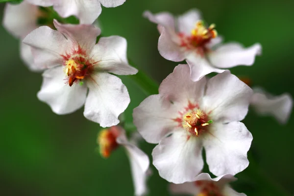 Verbascum phoeniceum — Fotografia de Stock