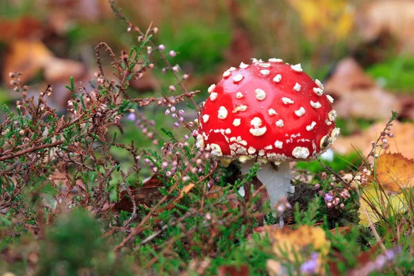 Pilz amanita muscaria — Stockfoto