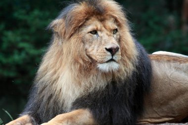 Aslan