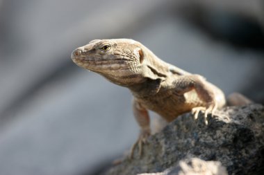 gallotia galloti kertenkele