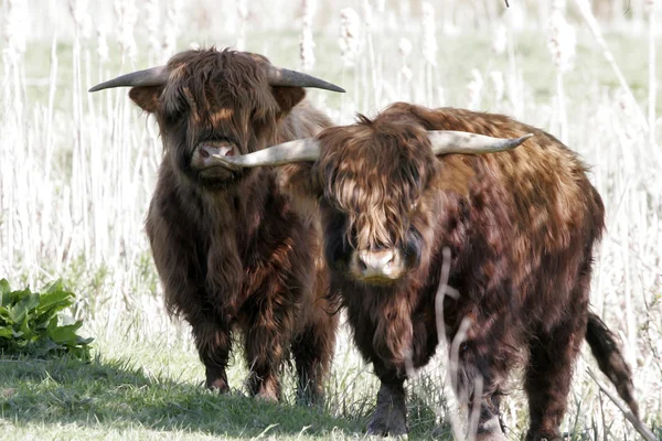 Vache des Highlanders — Photo