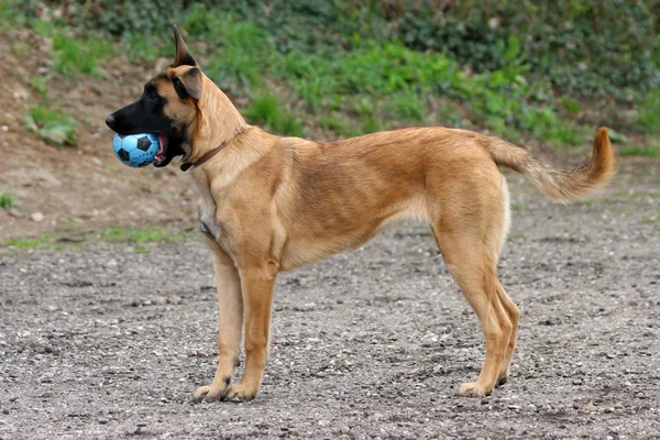 Shepherd dog — Stock Photo, Image