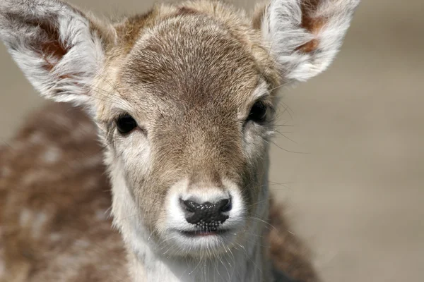 Roe-deer — Stock Photo, Image