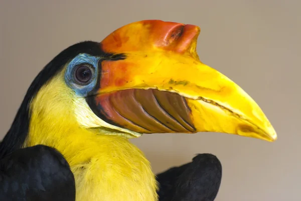 Vrásčitá hornbill — Stock fotografie