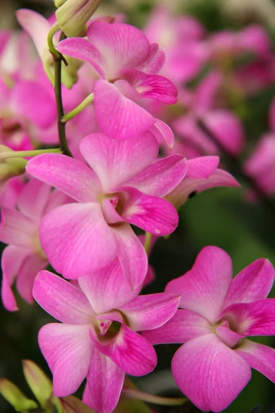Phalaenopsis-Orchidee — Stockfoto