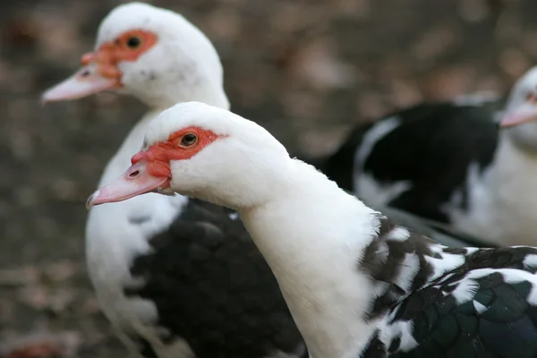 Ducks — Stock Photo, Image