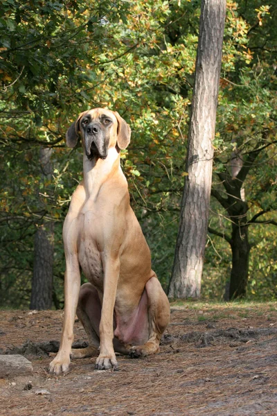Danish dog — Stock Photo, Image