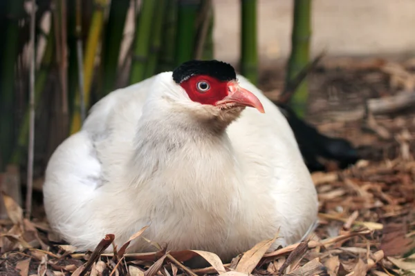 Το λευκό eared φασιανός — Φωτογραφία Αρχείου