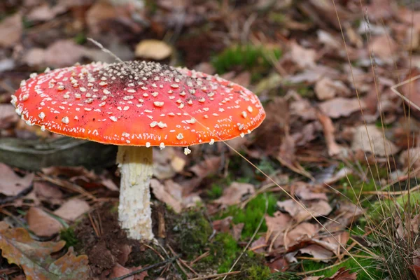 飞Agaric — 图库照片