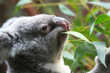 koala ayısı