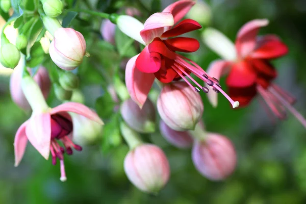 Fuchsien — Stockfoto