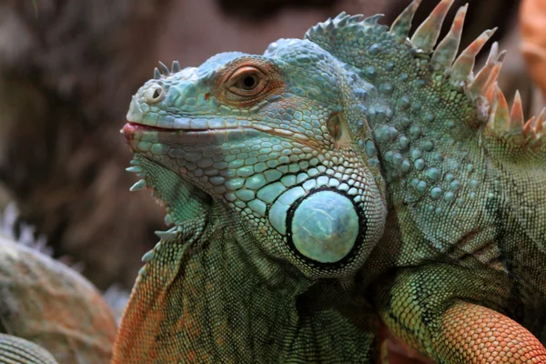 The green iguana — Stock Photo, Image