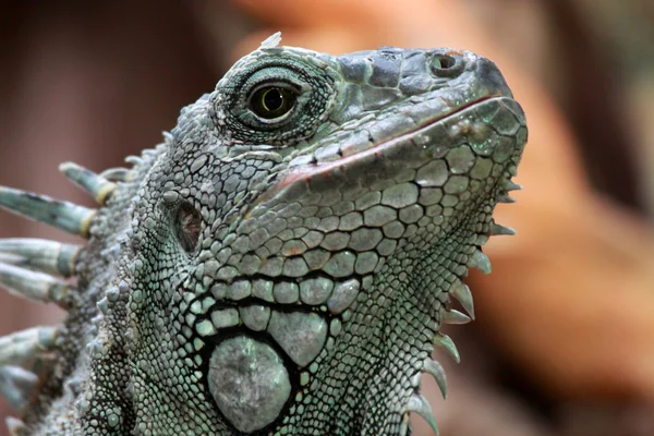 Iguana — Fotografia de Stock