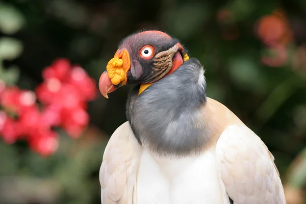 King vulture — Stock Photo, Image