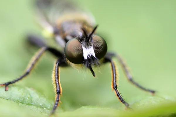 Bibionidae — Stock Photo, Image