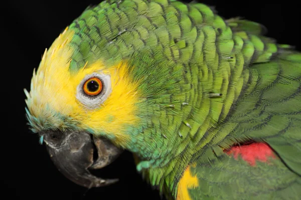 Green parrot — Stock Photo, Image