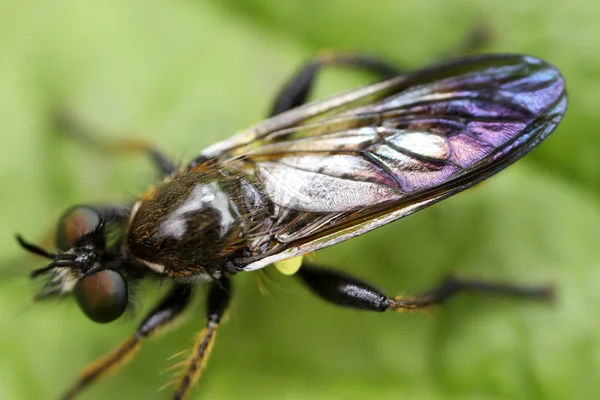 Bibionidae — Stock Photo, Image