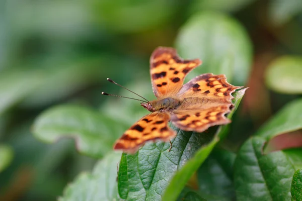 Borboleta — Fotografia de Stock