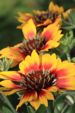 Gaillardia