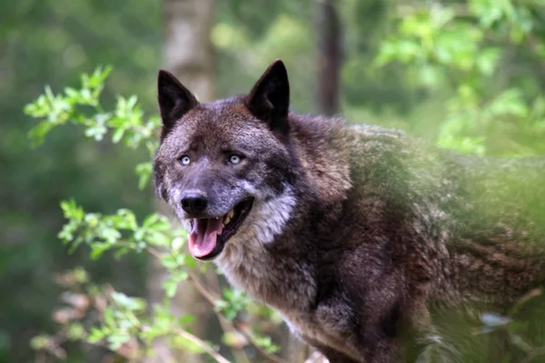 Lobo — Fotografia de Stock