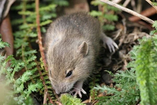 Ratinho — Fotografia de Stock