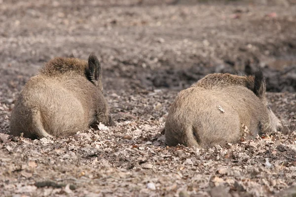 Slapende wilde zwijnen — Stockfoto