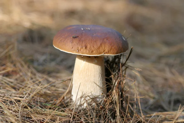 Boletus edulis —  Fotos de Stock