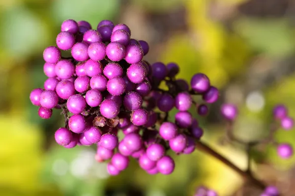 紫色のベリー類 — ストック写真