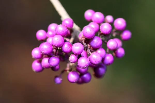 Purple berry — Stock Photo, Image