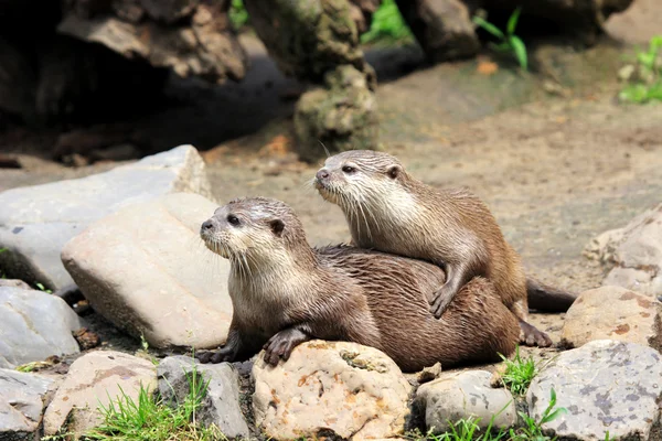 Євразійська otter — стокове фото