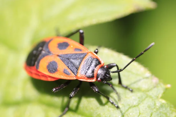 Pyrrhocoris 翅大头粪金龟 — 图库照片