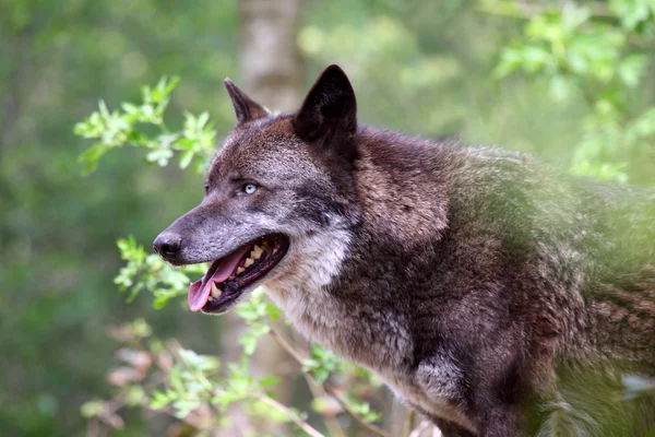 Wolf (canis lupus) — Stock Photo, Image